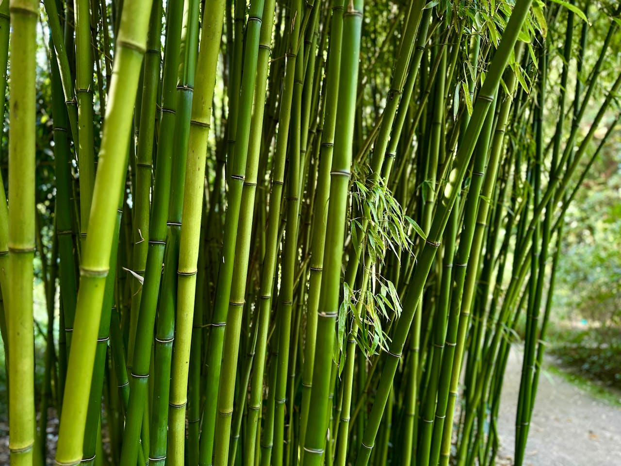 Dense bamboo grove with vibrant green stalks, showcasing nature's serene beauty.
